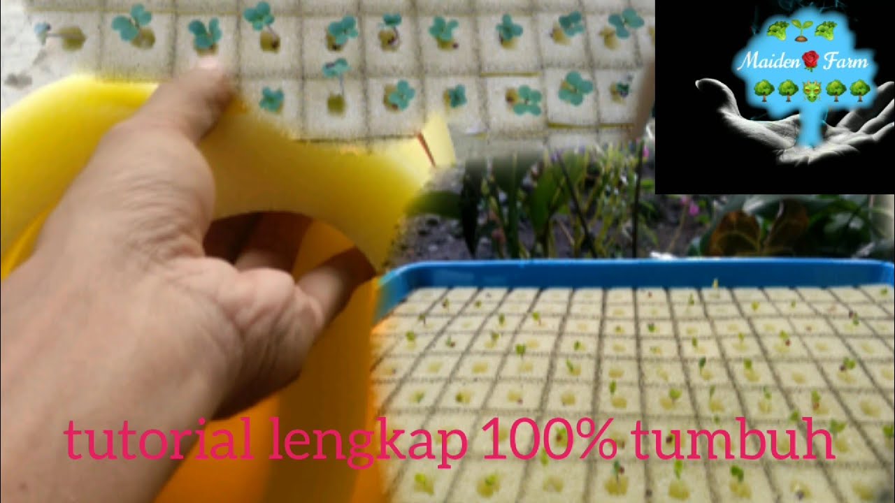 episode 1 cara lengkap menyemai menggunakan spon/busa/spons tanpa
