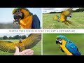 10 things you NEED to know before you get a blue and gold MACAW | SHELBY THE MACAW