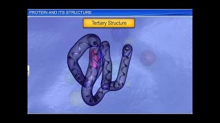 CBSE Class 11 Biology || Protein and its Structure || By Shiksha House