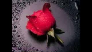 O QUIZAS TE REGALE UNA ROSA de LEONARDO FAVIO