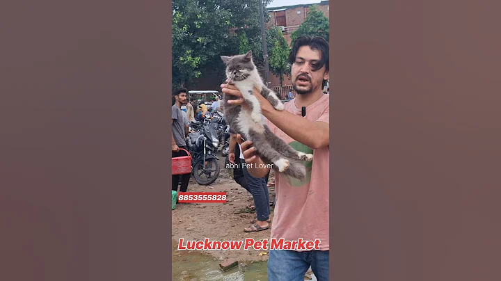 Video 10493051: persian kitten pets, persian punch face kitten, face persian kitten female