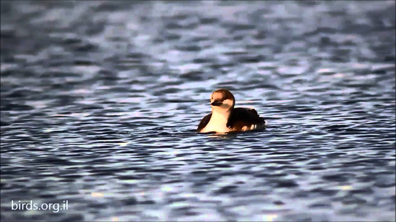 Black throated Loon - Gavia arctica - צוללן שחור-גרון 