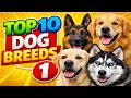 What's The BEST Dog Breed For You?