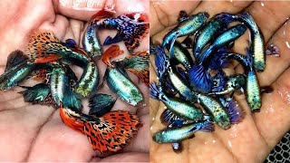 BREEDING BUSINESS OPPORTUNITIES & HOW TO FARM THE MOST BEAUTIFUL GUPPY FISH FOR BEGINNERS