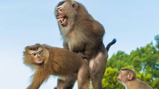 Monkey lovely scene video hot 😱😱//monkey lovely (love) very nice 😱😱