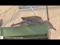 Doves, Finches, and Sparrows cram up feeder Doves, Finches, and Sparrows cram up feeder