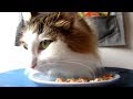 猫がおやつを食べる動画（PackunxCOCOA 国産ハーブで育った鶏ささみのジャーキー）
