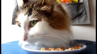 猫がおやつを食べる動画（PackunxCOCOA 国産ハーブで育った鶏ささみのジャーキー）