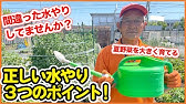 トマト 水やり 追肥サイン 病害虫対策 Youtube トマト 水やり 追肥サイン 病害虫対策 Youtube