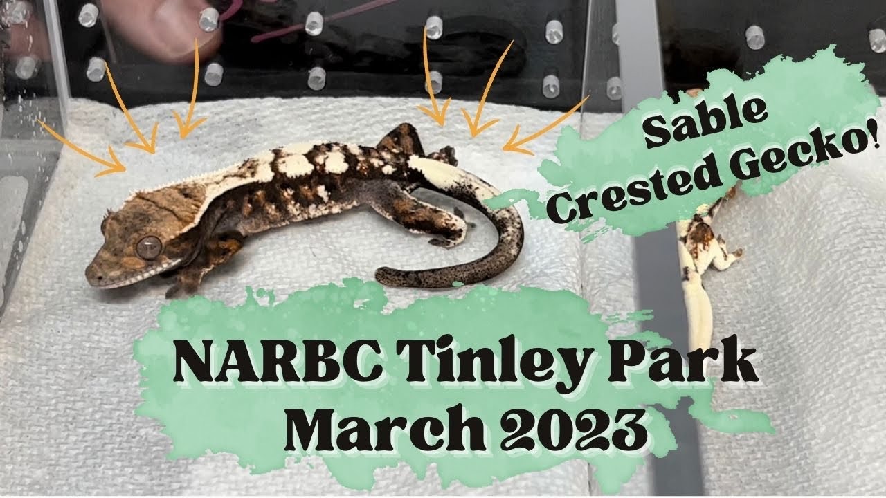 We went to the biggest Reptile Expo in the US! (NARBC Tinley Park March