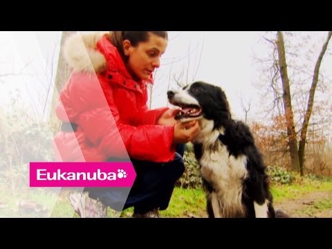 Videó: Szegényes vezető kutyáknak segítségünkre van ahhoz, hogy jól érezzük magunkat és találjunk új otthont