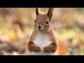 Белочки - релакс видео HD. Squirrel - relaxing video HD