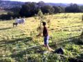Correndo da vaca kkkk😂😂