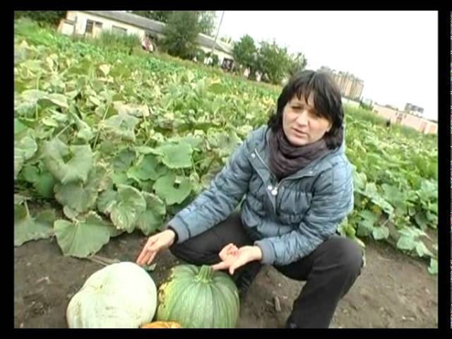 Сад и огород. Как сохранить корнеплоды.