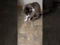 Monty and spider #cat #fypシ #fypシ゚viral #kitty #kittens #catsofyoutube