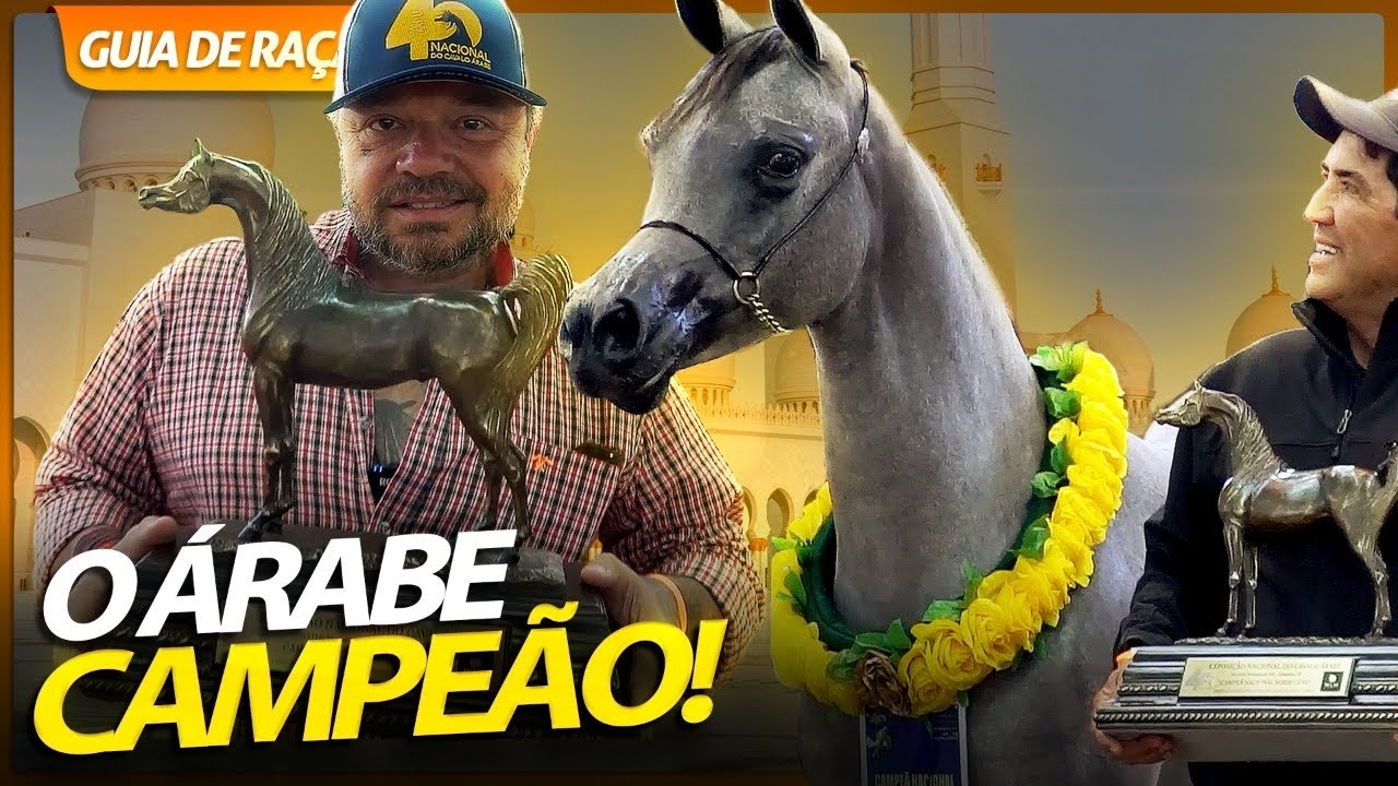 KHALEESI EL LAMI RB – Cavalo Árabe Brasil