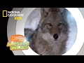 Valley of the Wolves | Awesome Animals