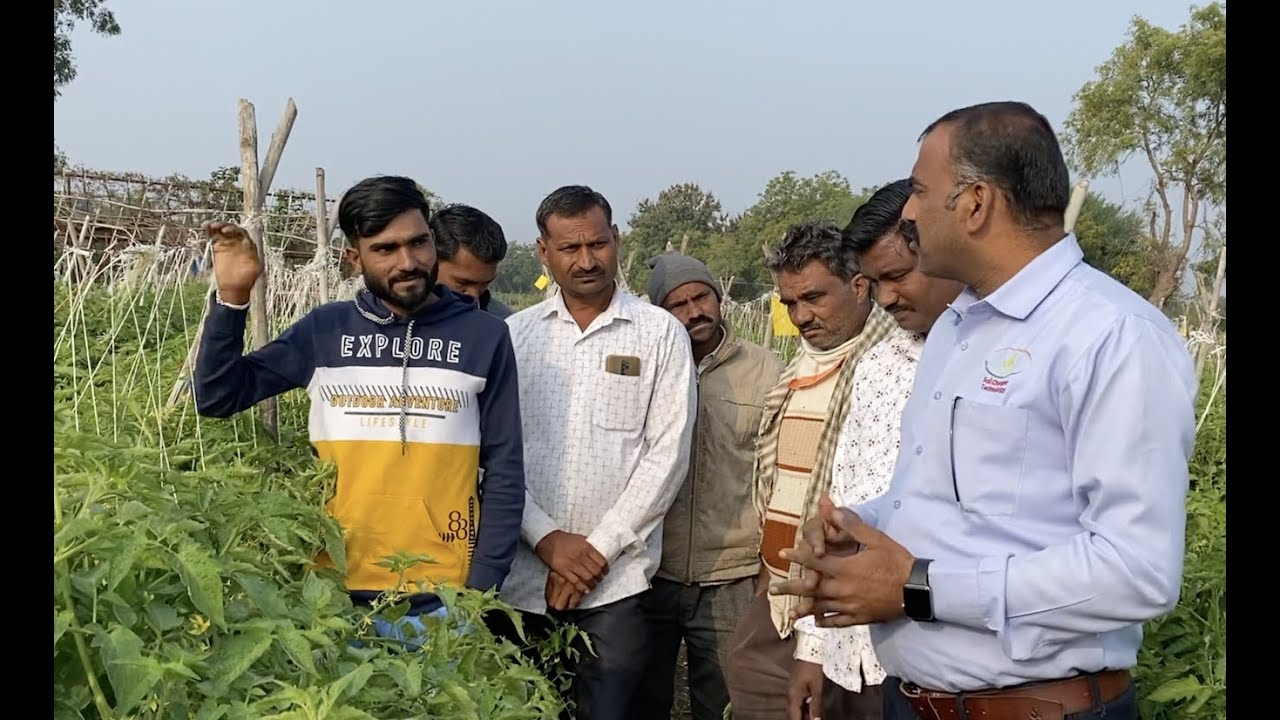 SCTवैदीक-महा.दौरा 25.🍅8फुटी सरीवर टोमॅटोची लागवड 200+ फुटवे,SCT वैदिक टोमॅटो शेतकऱ्यांना करते लखपती