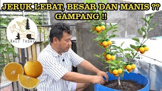 RAHASIA POHON JERUK BERBUAH LEBAT, BESAR DAN MANIS | BALI TODAY | BALI NOW