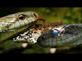 Змея с голубыми глазами - полоз островной | Film Studio Aves