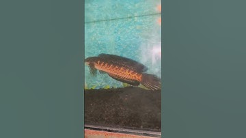 Thumbnail of This is Channa auranti fish #fish #ornamental fish #aquarium