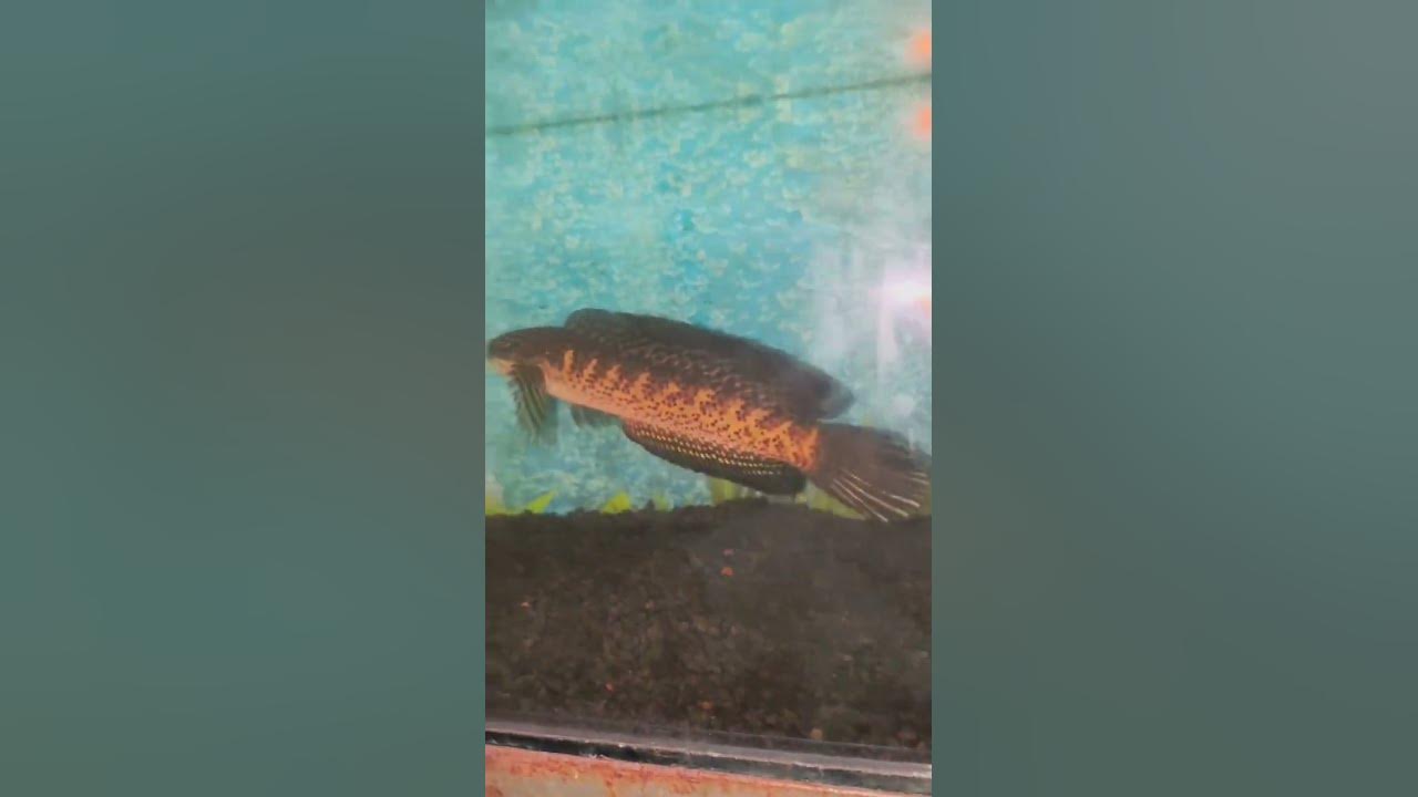 Ini ikan Channa auranti #ikan #ikanhias #aquarium