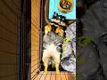 だらけたチワワに喝を入れてみた #trending #chihuahua #チワワ #umeko#犬のいる暮らし