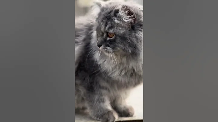 Video 11766031: kitten persian cat black