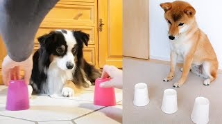 Dog Reaction to Magic Trick  Funny Dogs with Magic Tricks