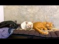 夜7時は猫たちの脱力タイム