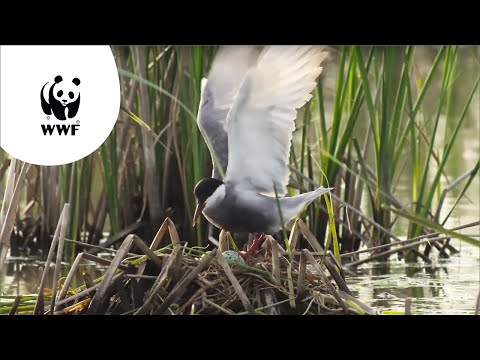 Video: Zuid-Afrika's UNESCO-werelderfgoed