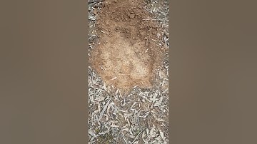 14" coiltek elite vs 15" evolution coil .2g nugget