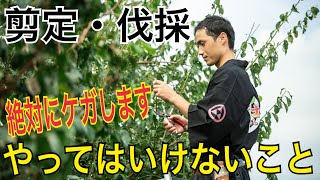 注意】剪定・伐採でやってはいけない5つのポイント！！ - YouTube