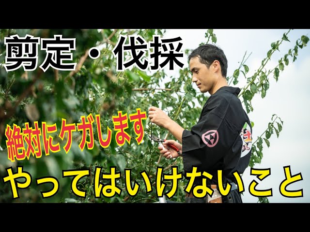 注意】剪定・伐採でやってはいけない5つのポイント!! - YouTube 注意】剪定・伐採でやってはいけない5つのポイント!! - YouTube
