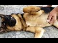German Shepherd Dog Tickling Challenge |The German Scout