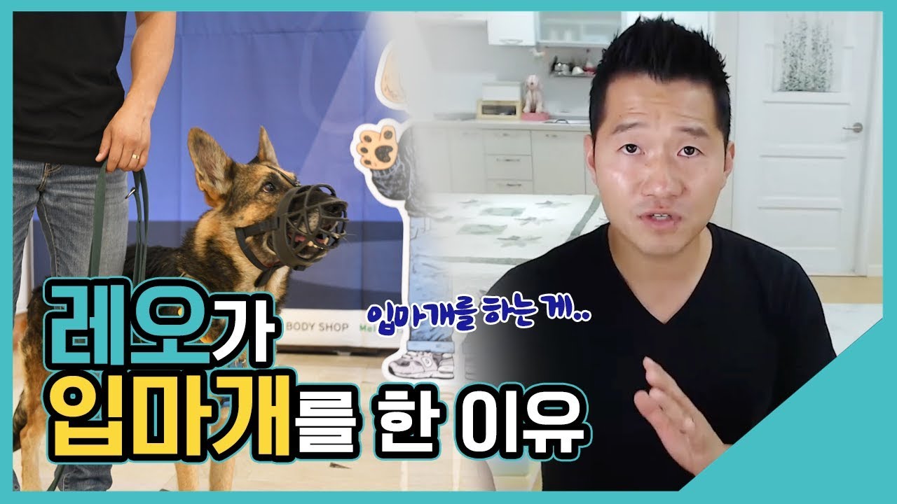 레오가 입마개를 한 이유｜수밤라이브