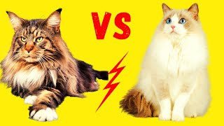 Maine Coon cat or Ragdoll - differences and similarities