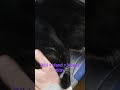 Bibi Kitty Pets