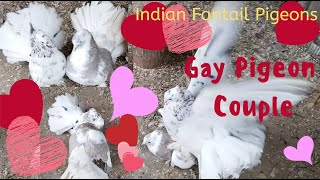 Indian fantail Pigeon pair  Indian Fantail Pigeons Pair