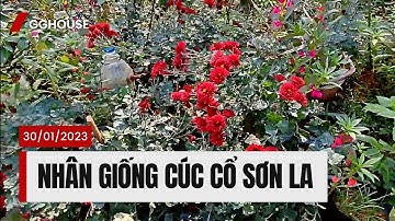 Hướng dẫn cách nhân giống cây Cúc Cổ Sơn La | Tặng mầm cây cho ai thích trồng | Giang Giang House.