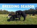 BULL TRIES TO BREED 40 HEIFERS!!!