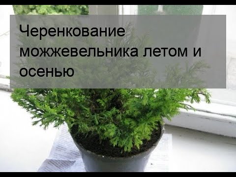 Черенкование можжевельника летом и осенью