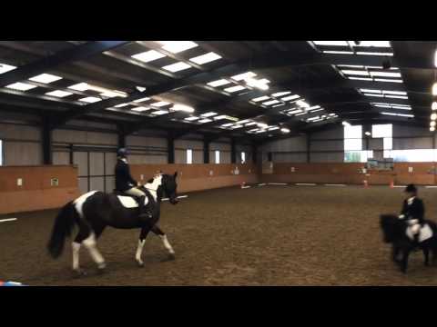 warmblood and Shetland compete pas de deux