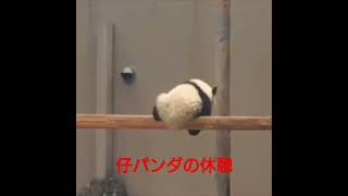 仔パンダの休憩の仕方が可愛い　shorts  short  動物　animals  パンダ　panda