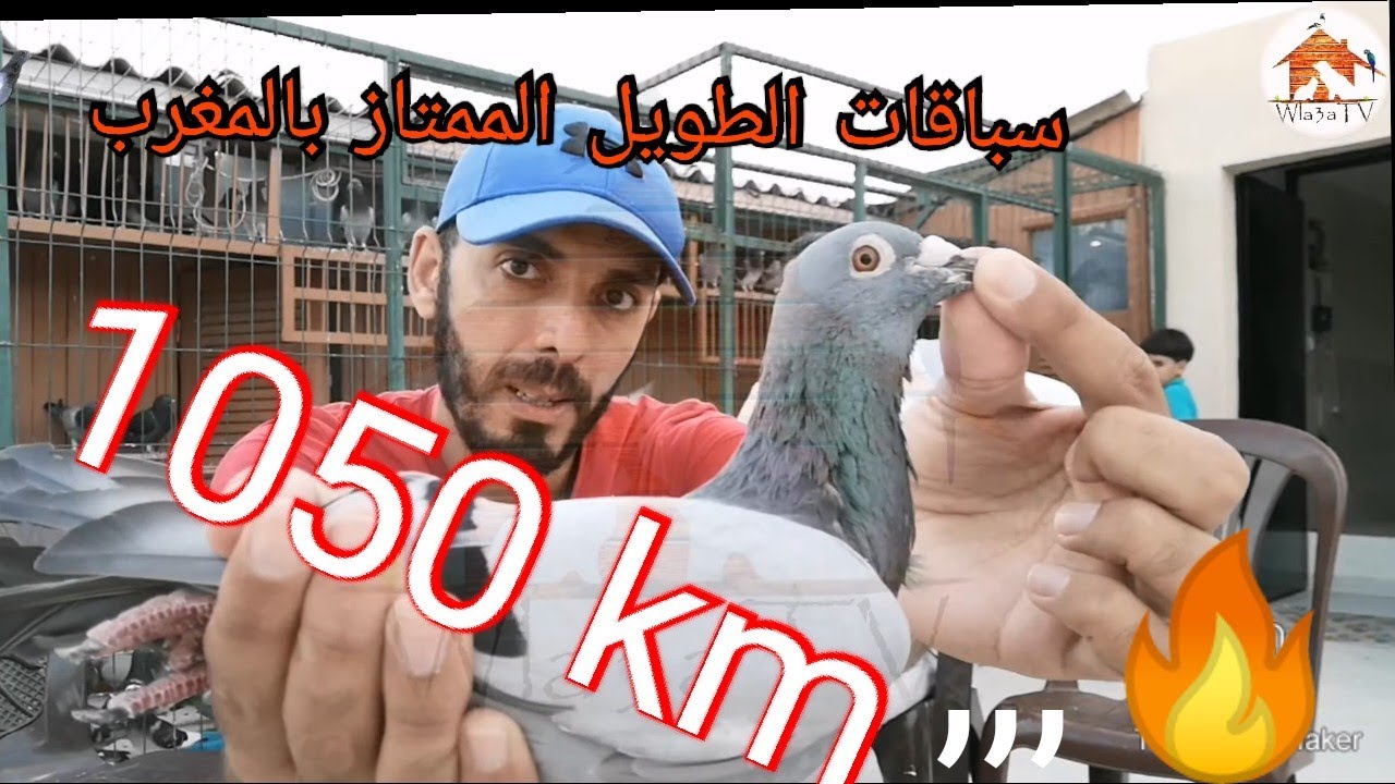 بغيتي😉 تكون مولوع خاصك تكون فاهم كيفية التعامل مع الحمام ويلا بغيتي تعرف تعامل مع الحمام هادي فرصتك