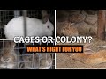 RAISING RABBITS/CHOOSING COLONY OR CAGES