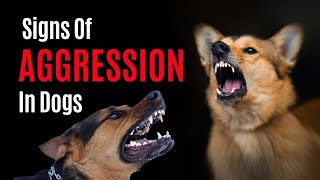 Don't Ignore These Signs of Aggression in DOGS | Aggressive dogs | Dog training by All For Love 670 views 9 months ago 3 minutes, 17 seconds