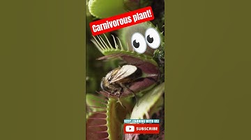 👀CARNIVOROUS PLANT! Venus Fly Trap eats bugs! 👀 #plantfacts #plants #venusflytrap #educational #kids