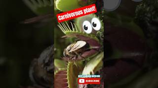 👀CARNIVOROUS PLANT! Venus Fly Trap eats bugs! 👀 #plantfacts #plants #venusflytrap #educational #kids