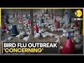 Bird flu updates experts say outbreak could be serious  latest news  wion